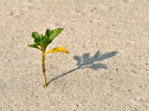 plant sprouting in sand
