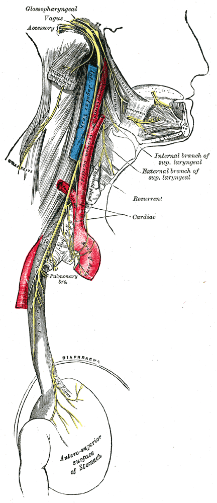 image of the vagus nerve